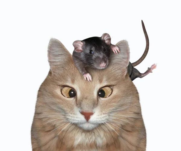 Zwarte Rat Zit Kop Van Beige Schele Kat Witte Achtergrond — Stockfoto