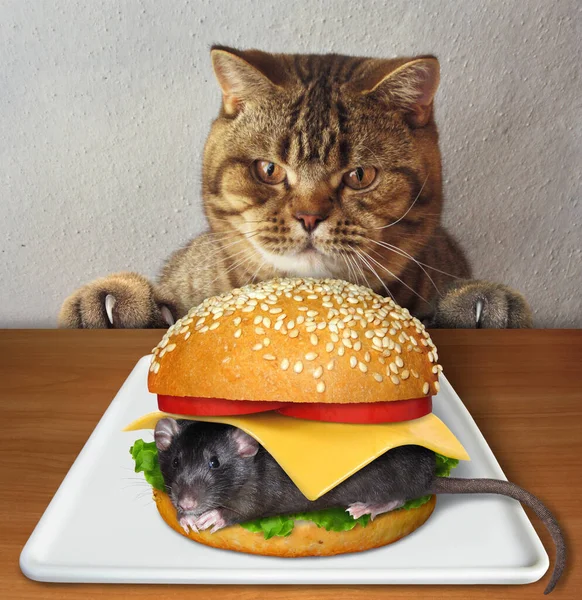 Den Beige Katten Vill Äta Stor Musburgare Från Vit Fyrkantig — Stockfoto