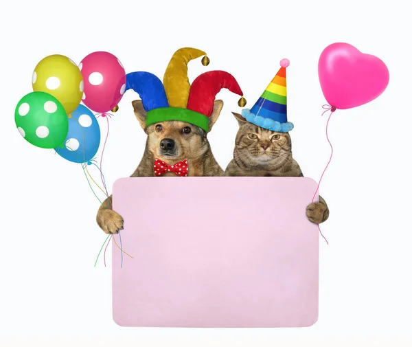 Собака Шляпе Шута Кошка Шляпе День Рождения Держат Розовый Бумажный — стоковое фото