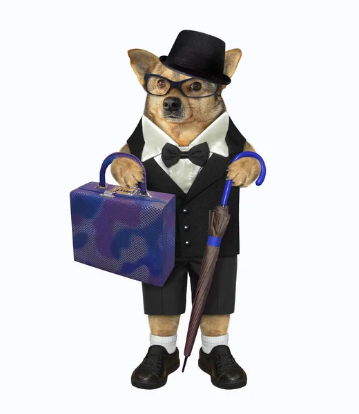 黒のスーツを着たベージュの犬 メガネ 杖の傘とバッグは本物の紳士のように見えます 白地だ — ストック写真