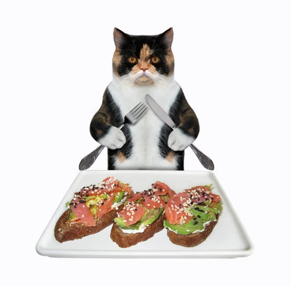 Die Bunte Katze Mit Messer Und Gabel Isst Offene Sandwiches — Stockfoto