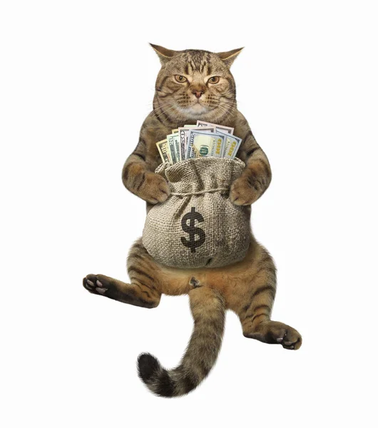 Die Beige Katze Sitzt Mit Einem Sack Voller Dollar Weißer — Stockfoto