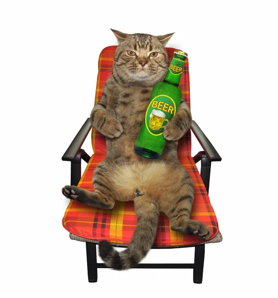 The beige cat in an armchair is drinking beer. White background. Isolated.