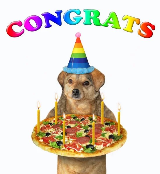 Beige Dog Multi Colored Birthday Hat Holds Holiday Pizza Six — Stock Photo, Image