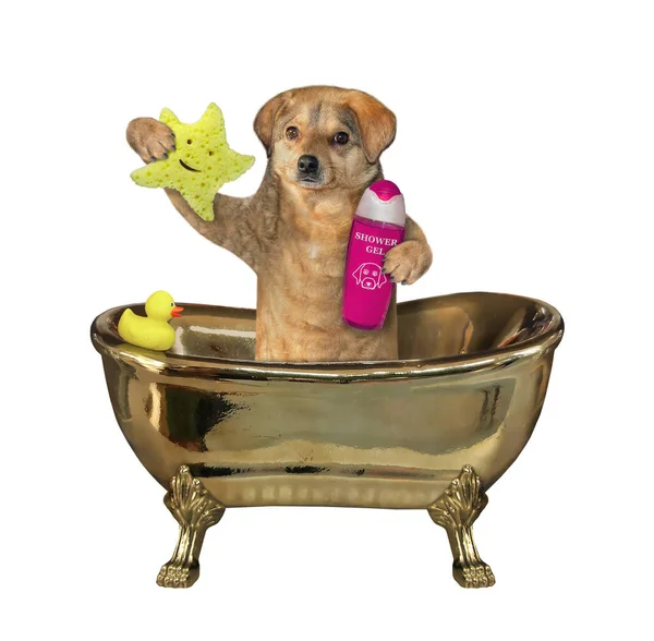 Perro Beige Está Bañando Una Bañera Oro Sostiene Una Esponja — Foto de Stock