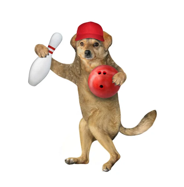 Beige Dog Athlete Red Cap Ball Pin Playing Bowling White — Stock Photo, Image