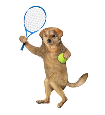 Tenis raketi ve topu olan bej renkli köpek atleti tenis oynuyor. Beyaz arka plan. İzole edilmiş.