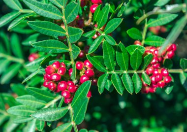 Evergreen shrub with red berries. Pistacia lentiscus. clipart