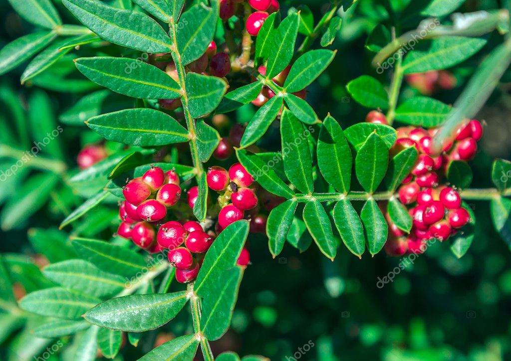 43+ Büsche Mit Roten Beeren, Erfahren sie, wie man diese sträucher
