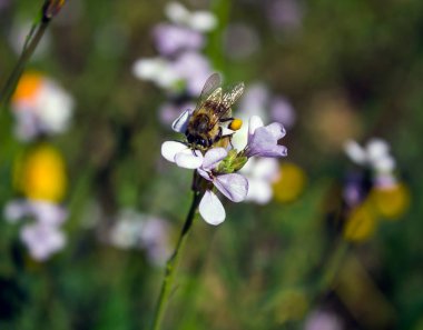 Bir arı polen çiçekler toplar.. 