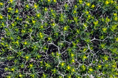Arka plan yeşil yaprakları ve dikenler. 