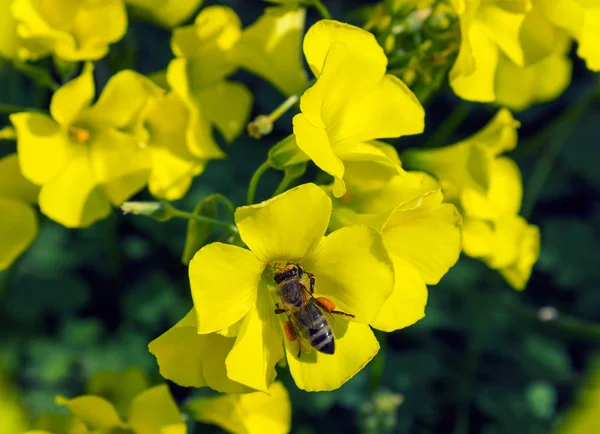 Una abeja recoge polen de las flores . —  Fotos de Stock