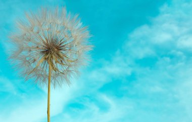 Parlak mavi gökyüzü arka plan üzerinde tohumları ile hassas karahindiba. 