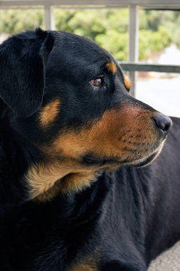Büyük bir köpek sahibine için bekliyor. 