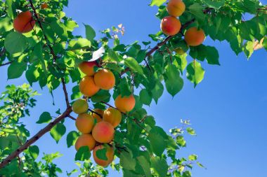 Taze olgun kayısı ağacı üzerinde. Güneşli gün.