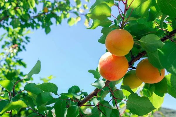Čerstvé zralé meruňky na stromě. Slunečný den. — Stock fotografie