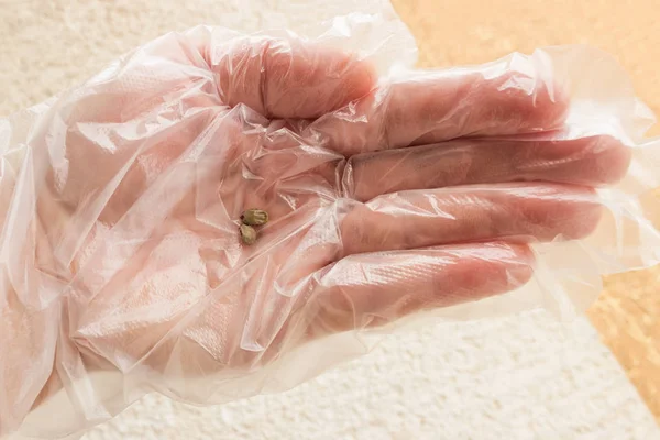 Twee van de teek, gevuld met bloed aan de kant in een beschermende handschoen. — Stockfoto