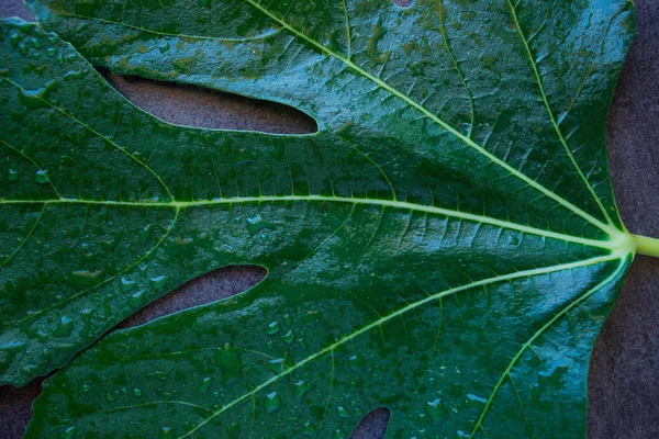 Hoja verde. Los higos del árbol. Textura . — Foto de Stock
