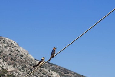 Bir tel üzerinde oturan iki küçük kuş. Kavram - aşk.