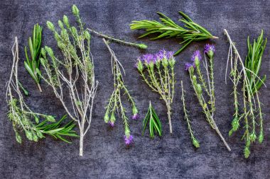 Dal çiçekli kekik ve biberiye. Baharat. 