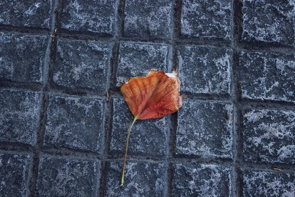 Foglia autunnale solitaria sul marciapiede. Concetto - solitudine, tristezza, invecchiamento . — Foto Stock