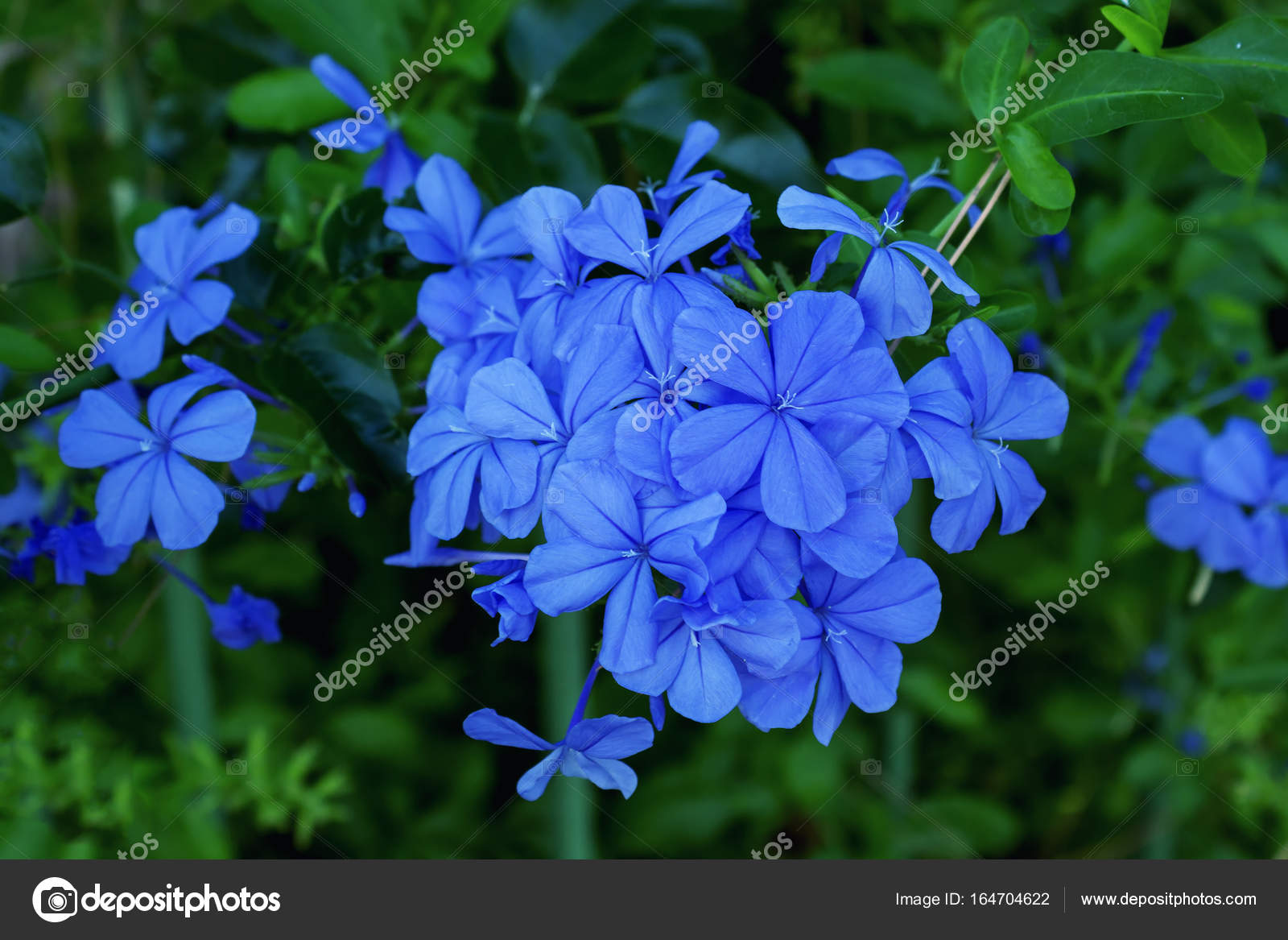 Blue flowers. Summer. Greece. — Stock Photo © 008Melisa 164704622