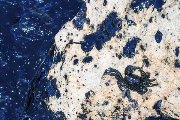 Утечка нефти. Экологическая катастрофа Смерть животных. 