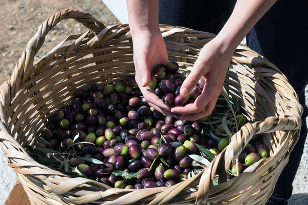 Un puñado de aceitunas maduras de la nueva cosecha en las manos . —  Fotos de Stock