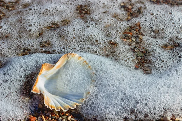 Coquille exotique dans le sable sur la plage. Vagues avec mousse mer bleue sur une plage de sable ensoleillée — Photo