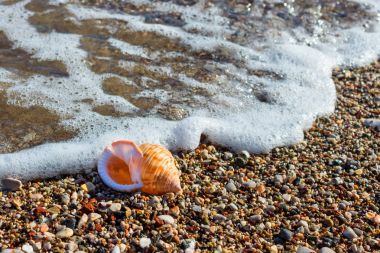 Egzotik kabuk kum plaj. Güneşli kumlu bir plaj tatil üzerinde yaz tatil dinlenme köpük mavi denizde dalgalarla.  