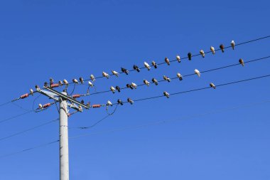 Teller kuşlarda. Bir arka plan mavi gökyüzü teller üzerinde oturan güvercin sürüsü.