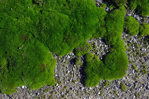 Yeşil yosun için arka plan dokusu. Ormanda baharda moss.