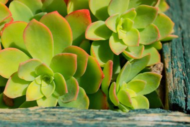  Succulents grubudur. Sempervivum. Doğal arka plan