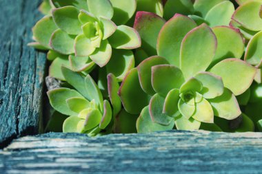  Succulents grubudur. Sempervivum. Doğal arka plan