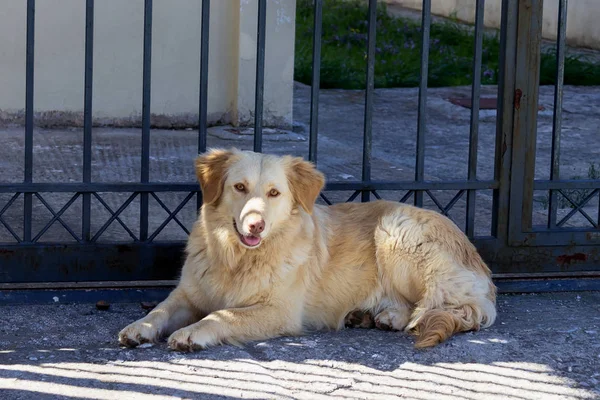 Cão perdido triste bonito está deitado na rua. Conceito - animais sem abrigo abandonados . — Fotografia de Stock