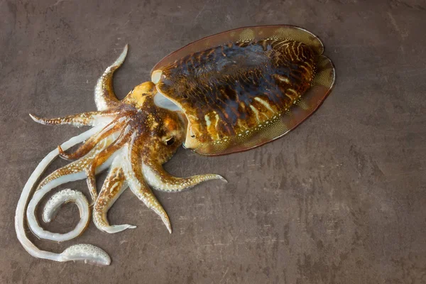 Delicious raw cuttlefish lies on the surface of a dark stone. — Stock Photo, Image