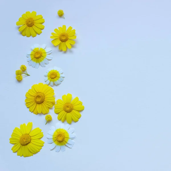 Margaridas brilhantes encontram-se na forma de um quadro em uma tela leve . — Fotografia de Stock