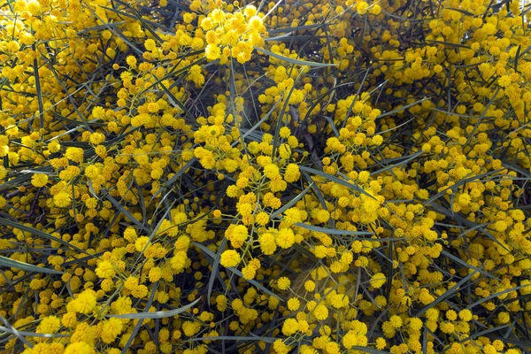 Flores amarillas de Mimosa sobre ramas de árboles. Fondo de primavera . —  Fotos de Stock