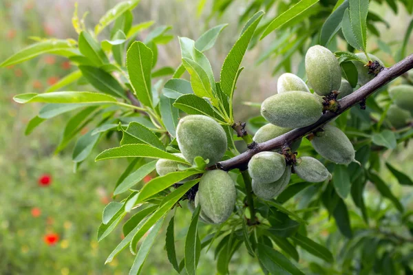 Almendras inmaduras en almendro. Soleado día de primavera en Grecia . —  Fotos de Stock