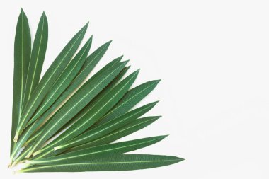 Metin ve arka plan için yeşil yaprakları.