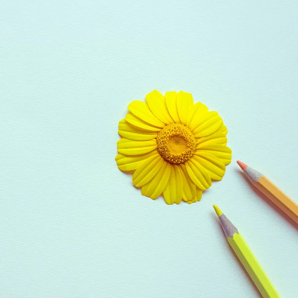 Μεγάλο φωτεινό Daisy περιβάλλεται από χρωματιστά μολύβια. — Φωτογραφία Αρχείου
