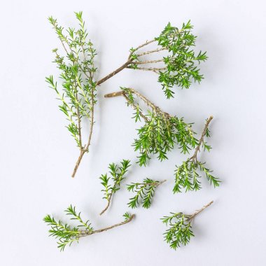 Beyaz bir arka plan üzerinde taze kekik. 