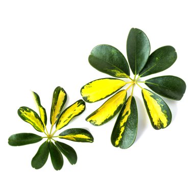 Alacalı sarı ve yeşil yaprakları cüce şemsiye bitki Schefflera arboricola beyaz arka plan üzerinde. 