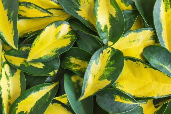 Folhas amarelas e verdes variegadas de planta de guarda-chuva anã  Schefflera arboricola sobre fundo branco . fotos, imagens de © 008Melisa  #194607628