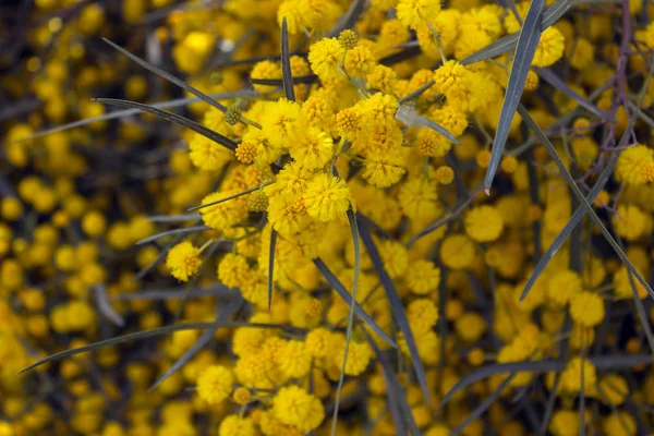 Żółte Kwiaty Mimosa Gałęzi Drzewa Tło Wiosna Selektywny Fokus — Zdjęcie stockowe