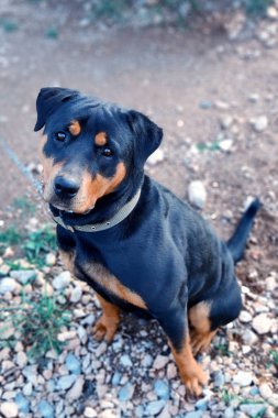  Çok üzgün ve zeki gözlü bir siyah köpek. Seçici odak.