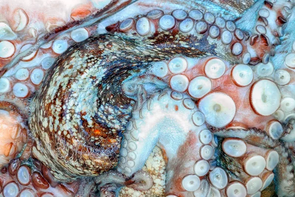 整个生章鱼 概念健康食品 新鲜海鲜 — 图库照片