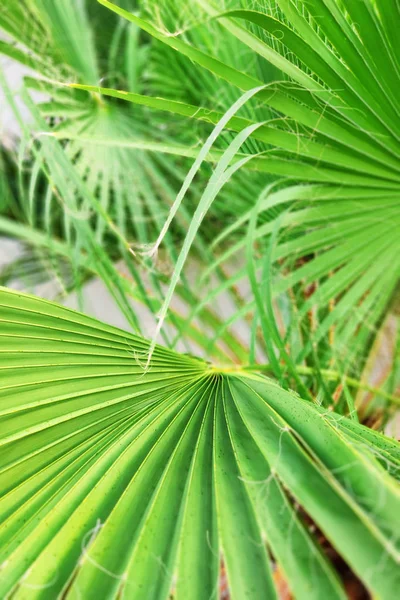 Vista Perto Folha Palmeira Verde Fresca Foco Seletivo — Fotografia de Stock