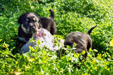 Şirin küçük yavrular yürüyor. Güneşli bir gün. Seçici odak.