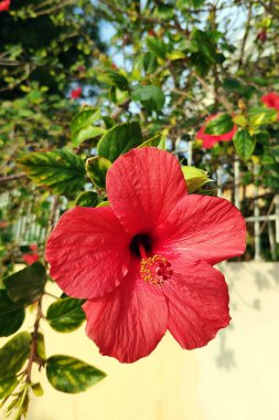Güneşli bir günde beyaz bir duvara karşı güzel bir kırmızı çiçek dalı. Yunanistan. Seçici odak.